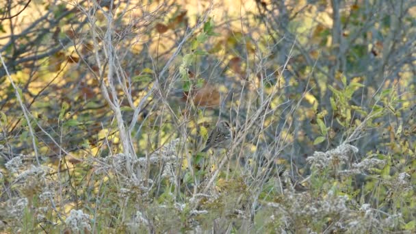 麻雀在灌木和森林中的配对 背景被黄昏的光芒照亮 — 图库视频影像