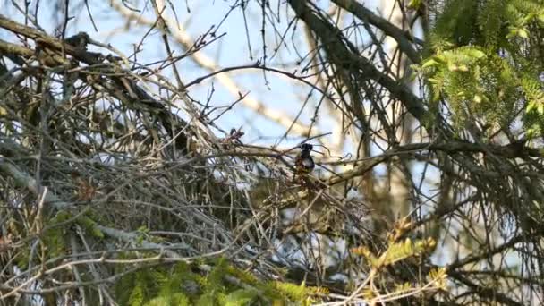 Linda Magnolia Warbler Apresenta Incríveis Desenhos Penas Natureza — Vídeo de Stock