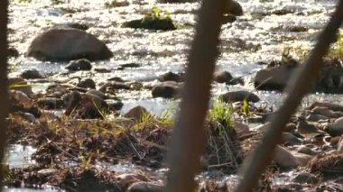 Nehir kıyısındaki Plover tipi bir kuş. Güneş ışığı altında, su akıyor.