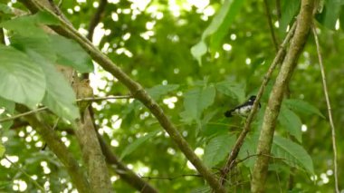 doğal arka planda güzel kuş
