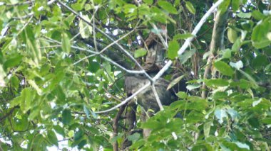 Tembel hayvan, büyük olgun ağacın tepesinde yavaşça hareket ediyor.