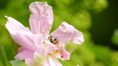 Kötü siyah böcek yazın pembe bir çiçeğin ortasında hareket ediyor.
