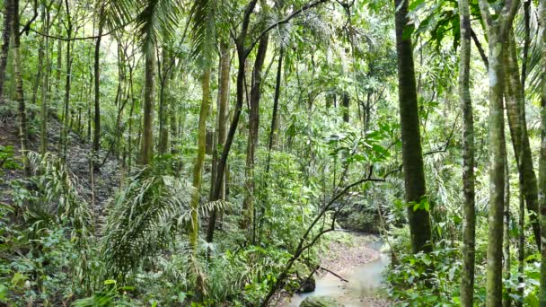 多くの木があるパナマのジャングルの小さな川 — ストック動画