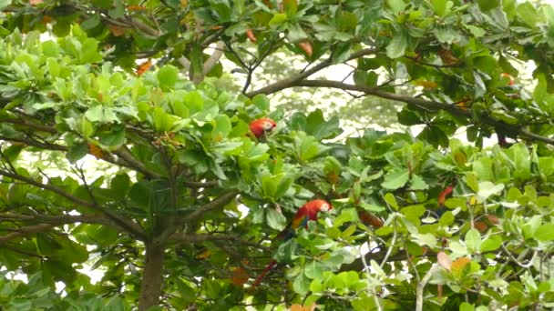 Flamboyant Macaw papoušci hledají a jedí zelené ovoce na divokém stromě