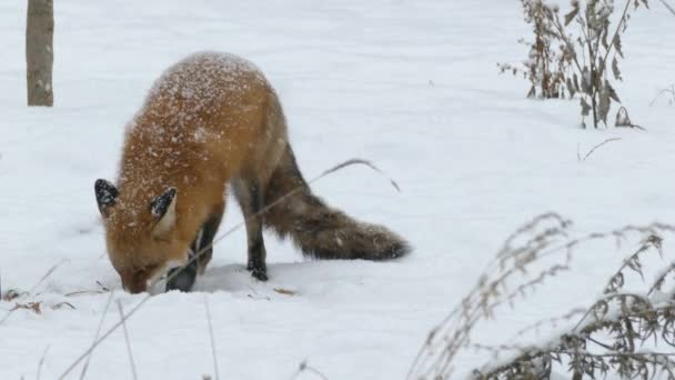 Fox Indaga Qualcosa Nella Neve Nel Parco Naturale Del Giardino — Video Stock