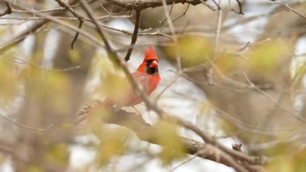 Pretty Bright Red Northern Cardinal Takes Branch Fly Upwards — 비디오