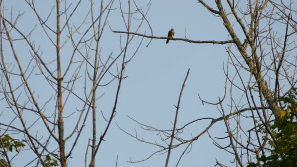 Faucon oiseau finition repas avant de laisser aller les parties du corps de la proie sur ciel clair 