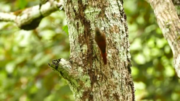 Plan de pistage d'un oiseau rampant qui saute dans un tronc d'arbre tropical 