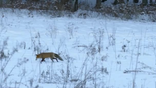 Fuchs Joggt Über Verschneites Feld Mit Ästen Die Aus Schnee — Stockvideo