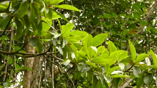 Veloce Movimento Uccello Abbastanza Warbler Saltellando Intorno All Albero Tropicale — Video Stock