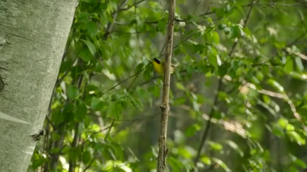 Fuligule Gorge Jaune Montant Une Seule Branche Dans Les Bois — Video