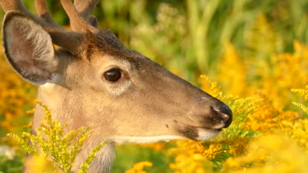 Vista Perfil Cara Ciervo Detalles Nítidos Mientras Destaca Naturaleza — Vídeos de Stock