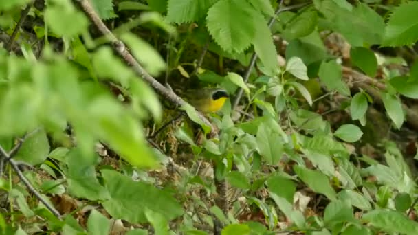 Garganta Amarilla Pájaro Curruca Salta Hacia Arriba Lejos Una Rama — Vídeos de Stock