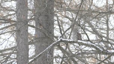 Demir Baykuş 'un soğuk kışı atlatmak için tüylerini kabartması bir dakika sürer.