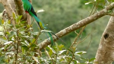 Kosta Rika 'da saygın bir erkek Quetzal' ın kuyruğunun yavaş çekim görüntüleri.
