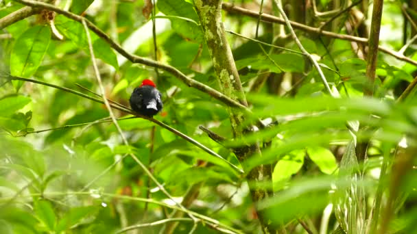 Śliczna Czerwona Czapka Manakin Środkowa Ameryka Ptak Słońcu — Wideo stockowe
