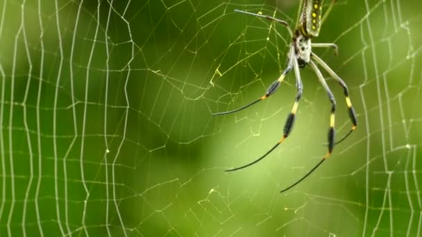 Szövőgömb Pókjának Közelsége Amint Vékony Lábú Húrokat Tart Hálón — Stock videók