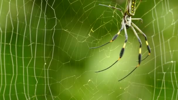 Fechar Tecelão Orbe Aranha Segurando Cordas Com Pernas Finas Uma — Vídeo de Stock