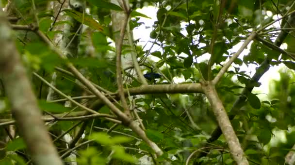 美丽的鸟在自然背景 — 图库视频影像