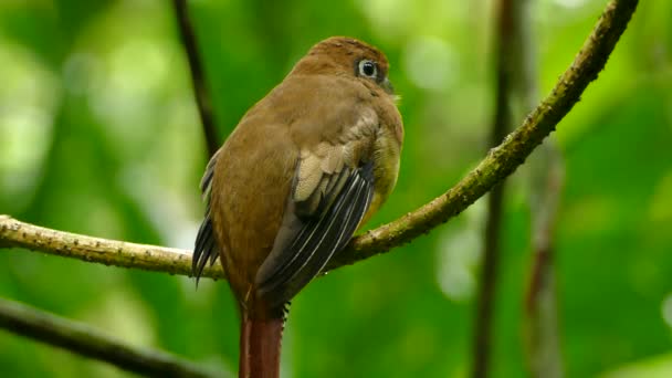 Extreme Closeup Trogon Taking Branch Wet Rainforest — Stock Video