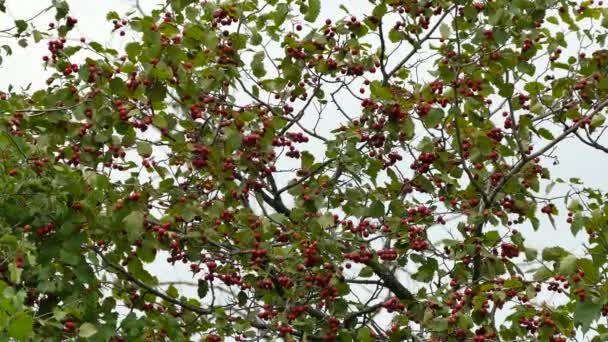 Famille Pinsons Dorés Plumage Couleur Automne Envolent Loin Berry Tree — Video