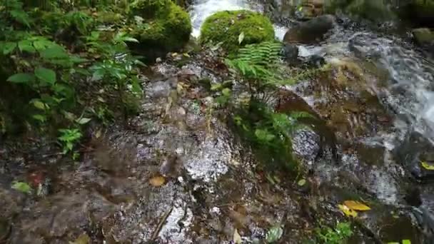 熱帯雨林の緑豊かで忙しいストリームの海岸の1分シーケンス — ストック動画