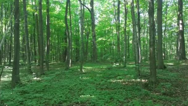 Gimbal caméra montée glisse à travers la forêt feuillue ensoleillée 