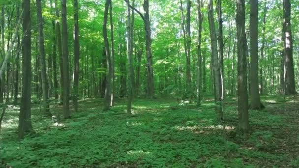 Gimbal Mounted Camera Glides Sunny Broadleaf Forest — Stock Video