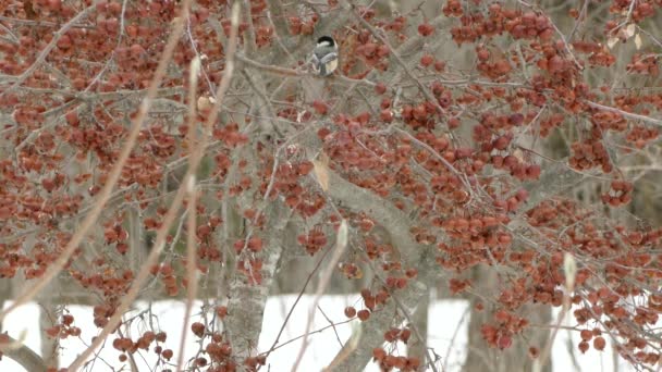 Lindo Pájaro Pie Rojo Seco Árbol Frutal Invierno Con Nieve — Vídeos de Stock