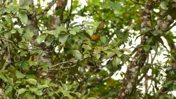 Deep Yellow Finch Bird Hops Green Broadleaf Tree Panama — 图库视频影像