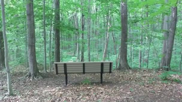Steadicam Shot Showing Bench Gliding Forest — Stock Video