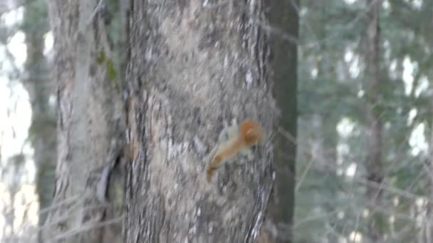 Écureuil Accroche Ludique Dos Parent Tout Déplaçant Sur Arbre — Video