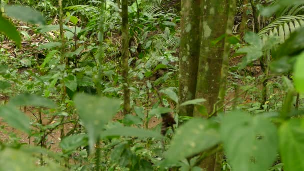 Pequeño Arroyo Agua Visto Través Denso Follaje Con Forrajeo Aves — Vídeos de Stock