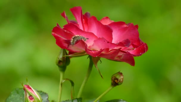 マクロで見られる2つの花の花弁の間を這う小さな毛深い毛虫 — ストック動画