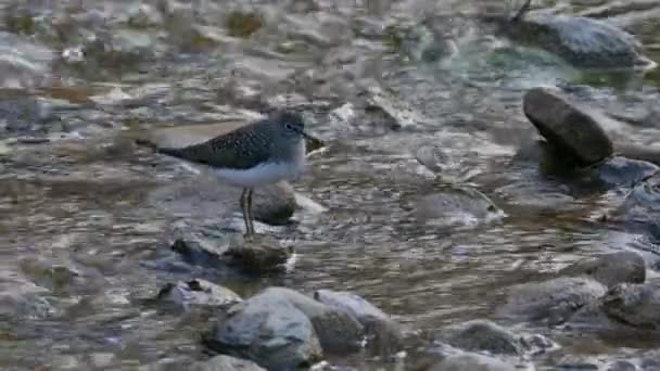 Cute Shorebird Standing River Rocks Decides Leave Exits Frame — Stock Video