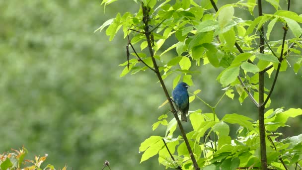 Grazioso Uccello Blu Che Decolla Dal Ramo Bagnato Spruzza Acqua — Video Stock