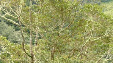 Quetzal kuşunun uçtuğu geniş bir avakado ağacı manzarası var.