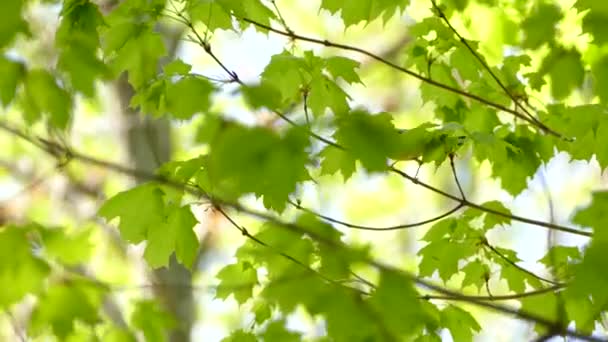 Bella Parula Blackburnian Con Sorprendente Collo Arancione Saltando Acero — Video Stock