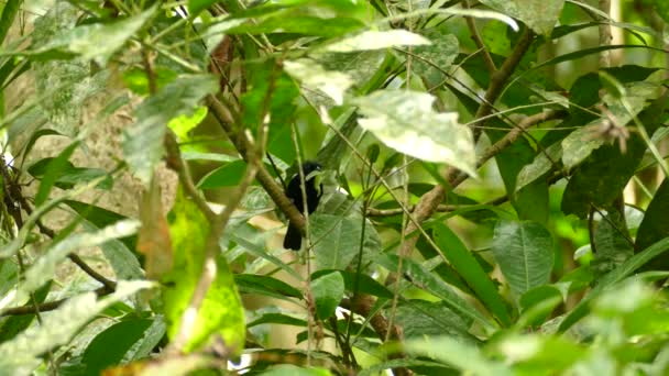 Petit Oiseau Noir Tenant Dans Bouche Une Sauterelle Vert Vif — Video