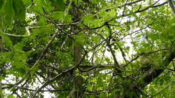 Dubbele Verlengde Shots Van Lage Exotische Koekoekoek Vogel Boomtop Panama — Stockvideo