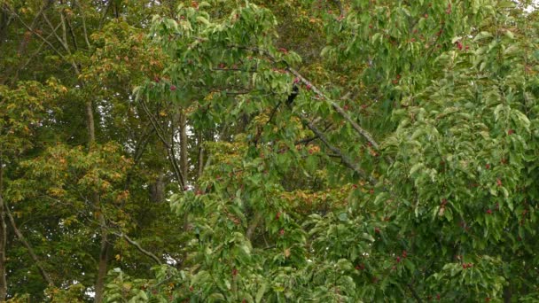 在美丽的木兰花树上 一对硕大的毛茸茸的啄木鸟在互动 — 图库视频影像