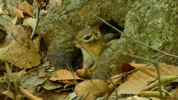 의나무 뿌리로 피난처를 뜯어먹고 다람쥐의 — 비디오