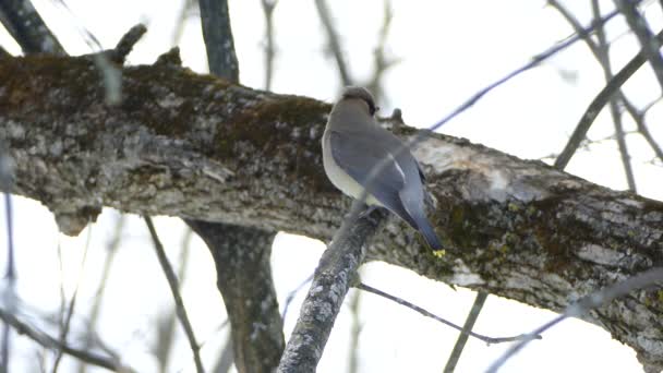 雪松羽翼在冬季的遮挡 栖息在白色背景的树上 — 图库视频影像
