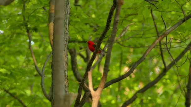 Scarlet Tanager Furcsán Néz Körbe Kamerába Erdőben — Stock videók