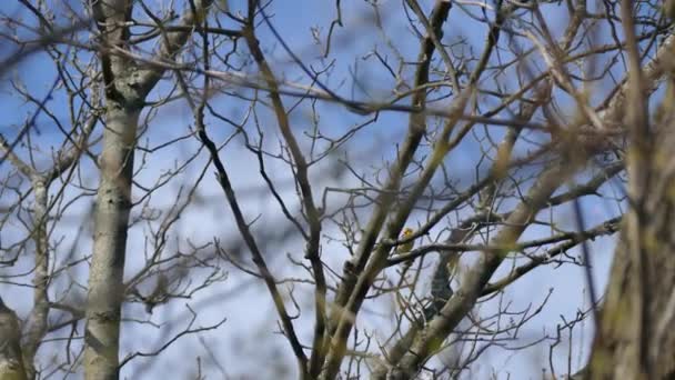 Paruline noire au sommet des arbres au début du printemps par temps clair en Amérique 