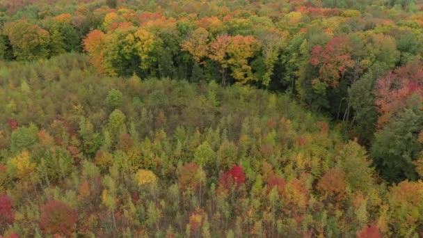 Beautiful One Minute Slow Moving Sequence Fall Forest Bird Eye — стоковое видео