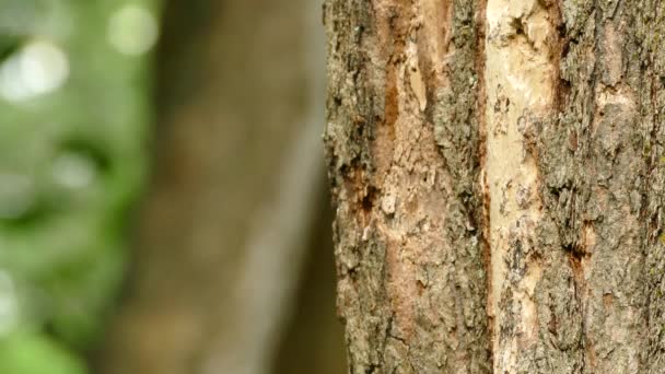 Extreme Nahaufnahmen Von Kleiber Der Sich Schnell Auf Baum Bewegt — Stockvideo