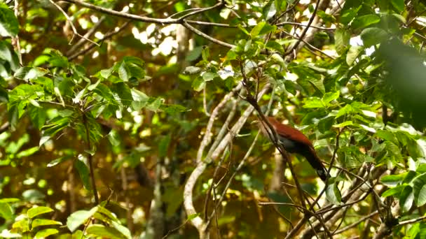 在巴拿马丛林起飞之前 松鼠杜鹃把头转过去 — 图库视频影像