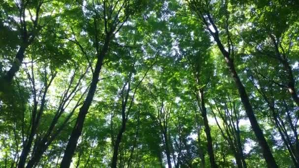 Canopée d'arbres dans la forêt de feuillus brillants au Canada sur steadicam 