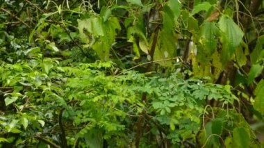 Kuş hızla uzaklaşıyor, ıslak dalları sallıyor ve suyu düşürüyor.